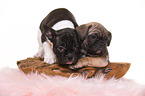French-Bulldog-Pug-Puppies