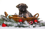 French-Bulldog-Pug-Puppy