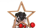 French-Bulldog-Pug-Puppy