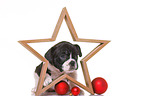 French-Bulldog-Pug-Puppy