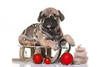 French-Bulldog-Pug-Puppy
