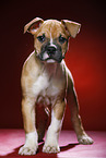 standing Puppy