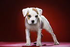 standing Puppy