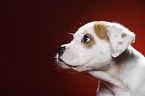 Mongrel Puppy Portrait
