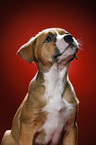 Mongrel Puppy Portrait