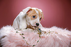 8 weeks old puppy