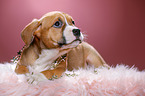 8 weeks old puppy