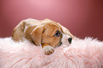 8 weeks old puppy