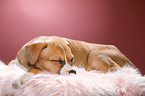 sleeping puppy