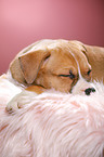 sleeping puppy