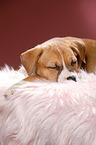 sleeping puppy