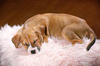 sleeping puppy