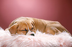 sleeping puppy