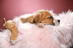 sleeping puppy