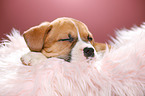 sleeping puppy