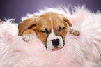 sleeping puppy