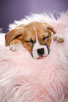 sleeping puppy