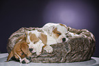 sleeping puppies