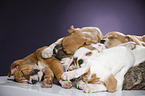 sleeping puppies