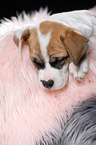 sleeping puppy
