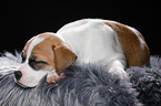 sleeping puppy