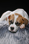 sleeping puppy