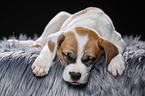 sleeping puppy