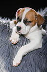 sleeping puppy