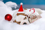 sleeping puppy