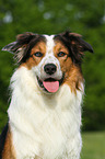 Border-Collie-Australian-Shepherd Portrait