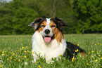 lying Border-Collie-Australian-Shepherd