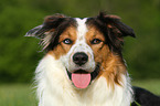 Border-Collie-Australian-Shepherd Portrait