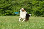 playing Border-Collie-Australian-Shepherd
