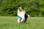 playing Border-Collie-Australian-Shepherd