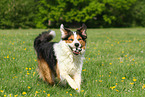 playing Border-Collie-Australian-Shepherd