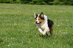 running Border-Collie-Australian-Shepherd