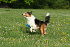 playing Border-Collie-Australian-Shepherd