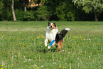 playing Border-Collie-Australian-Shepherd