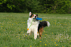 playing Border-Collie-Australian-Shepherd