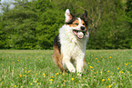 playing Border-Collie-Australian-Shepherd