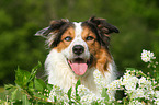 Border-Collie-Australian-Shepherd Portrait