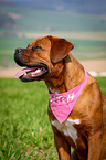 Dogue-de-Bordeaux-Mongrel