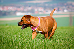 Dogue-de-Bordeaux-Mongrel
