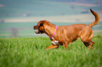 Dogue-de-Bordeaux-Mongrel