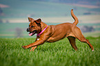 Dogue-de-Bordeaux-Mongrel
