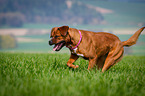 Dogue-de-Bordeaux-Mongrel