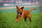 Dogue-de-Bordeaux-Mongrel