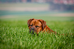 Dogue-de-Bordeaux-Mongrel
