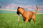 Dogue-de-Bordeaux-Mongrel