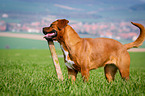 Dogue-de-Bordeaux-Mongrel
